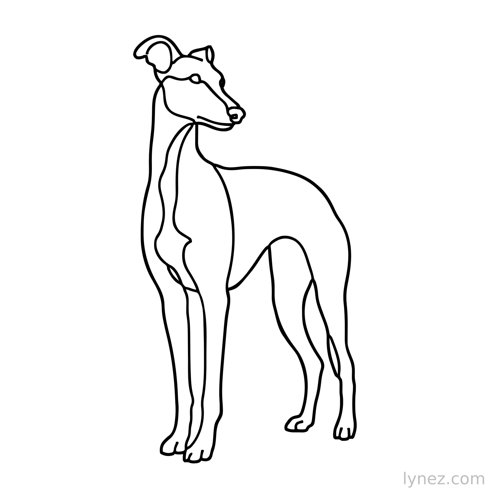 Standing Greyhound — Single Line Pet Art